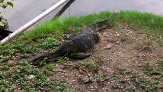 Asian Water Monitor and a Turtle