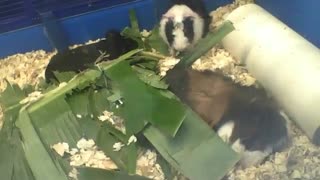 3 peruvian guinea pigs, just want to sleep among the leaves [Nature & Animals]