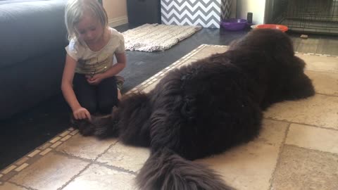 Little girl nurses burrs out of dog's fur