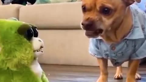 Funny Dog Growling At A Green Doll