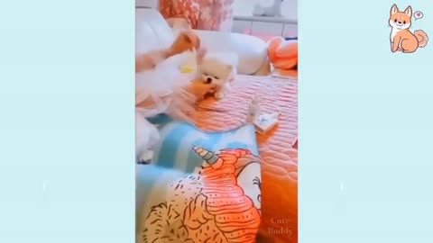 Cute dogs with funny moments