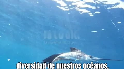 El Pez Vela velocidad submarina