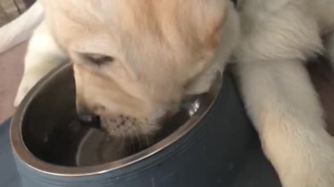 Puppy discovers how to blow bubbles in water bowl
