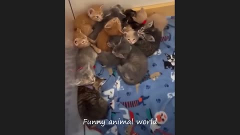 Funny cat videos 2024 Funny animal videos cats fail moments 2024 try not to laugh