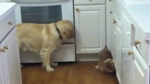 Good boy is trying so hard to get kitty to play with him without scaring her