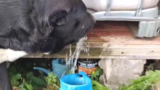 Smart dog drinks water from a barrel