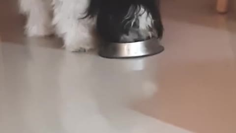 Cute Lhase Apso Puppy eating food
