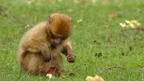 Brown Little Monkey Eating Stolen Bread From House