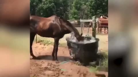 A naughty horse drinks like a bath