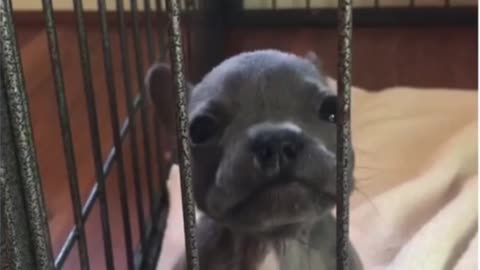 This puppy has a lot of attitude | Funny | Pet