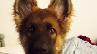 German shepherd puppy howls with owner