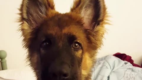 German shepherd puppy howls with owner