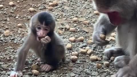 cute monkey's baby try to eat biscuits