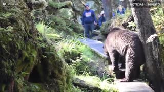 Um encontro com um urso nada assustador!