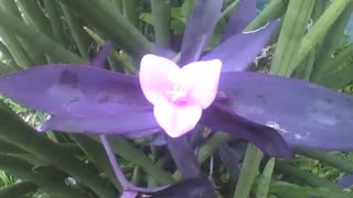 A planta coração roxo mostra a sua linda flor, formato de coração! [Nature & Animals]