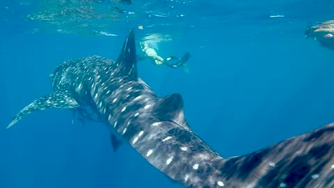 People Swimming With The Whale Shark