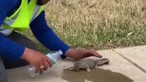 Thirsty squirrel rescue video footage