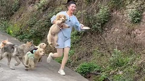 Dogs 🐕🐕 Dog Funny 🤣😹 video 🐈 😺 video