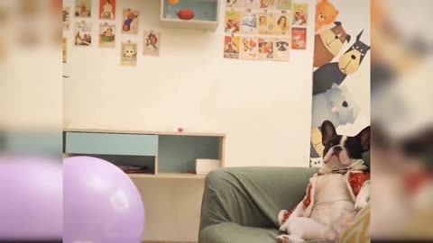 Funny video dog🎂🎂💐💐👌👍👍👌💐💐🎂