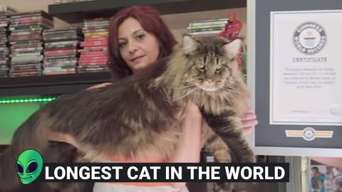 15 Abnormally Strange Cats That Actually Exist!