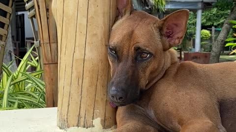 Brown Dog Resting While Leaning on a Wooden Post