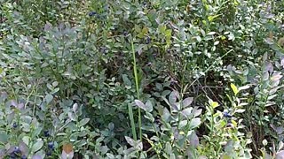 how blueberries grow in the forest