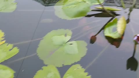 lotus pond and mischievous fish - koi fish