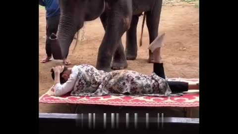 Funny Elephant Massage back side of young lady