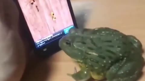 when frog playing