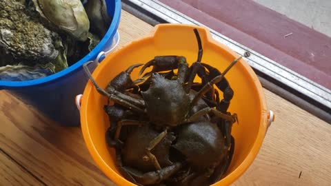 ANGRY CRABS