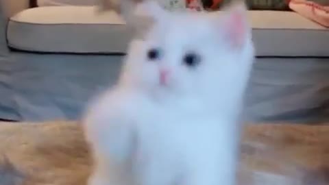 Adorable cute cat 🥰