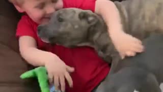 Pit Bull puppies swarm sweet little boy