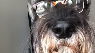 Black dog glasses stares out window