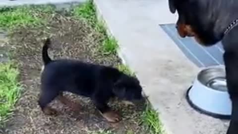 Rottweiler Mom And Son Argue 🥰❤️