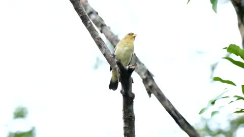 Bigodinho Brown male of everything in nature calling a lot to stimulate his birds