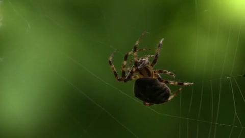 A spider builds her home