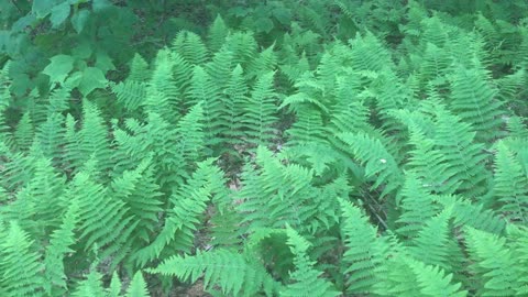 Fernlandia - High Point Lake, Pennsylvania