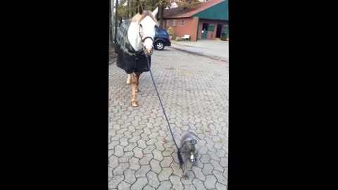 baby dog walking with horse