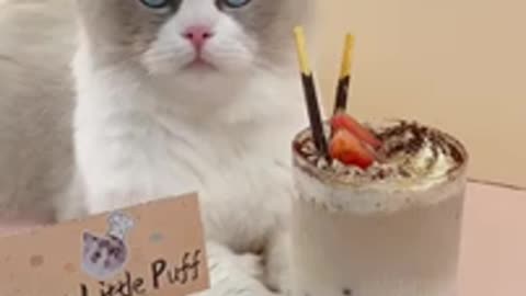 Puff Latte (From The Meow Chef, AKA That Little Puff)