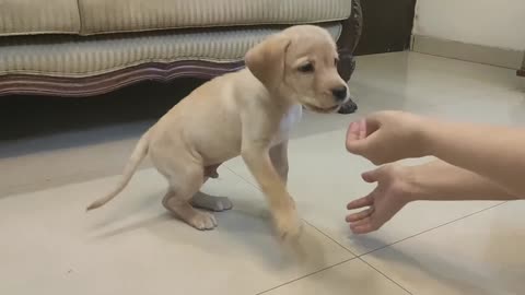 Labrador puppy training at home.