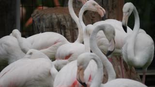 Flocks Of White flamingo Taking Nap