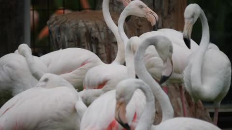 Flocks Of White flamingo Taking Nap