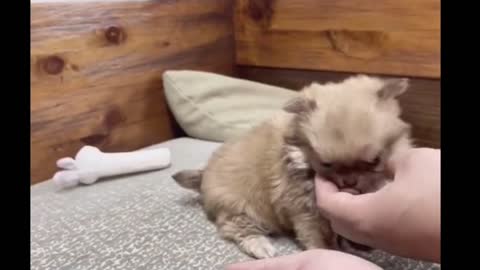 Cutest moment of the animals Cute Puppies Doing Funny Things, Most Famous Pomeranian