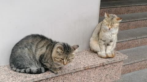 Impudent rat under the nose of two cats