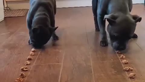 Frenchie vs staffie food race /who wins