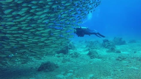 TUNA TORNADO - Huge Swarm of Jack Fish Dwarf Scuba Diver