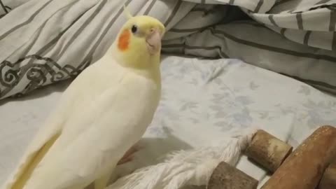 Cockatiel Sings Radio Ga Ga