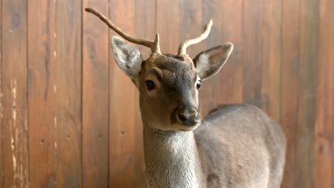 Young deer at breeding farm. Brown deer with horns close up. Farming of deers