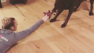 Huge black dog pulls owner who wont let go of toy