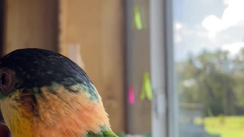 Parrot sees ping pong ball for the first time